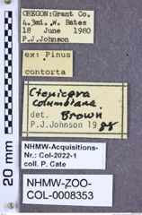 Etiketten zu Stropenron columbiana (Brown, 1936) (NHMW-ZOO-COL-0008353)